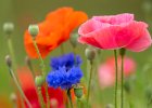 Flower Meadow 1.jpg : Crookes Valley Park, Sheffield, 23 July, 2021